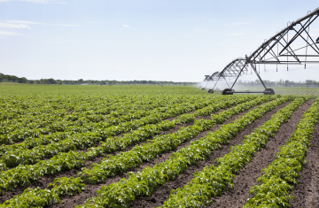 Cooperativa amplia crédito para irrigação e incentiva modernização no campo